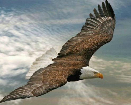 Soaring Wings of Eagles